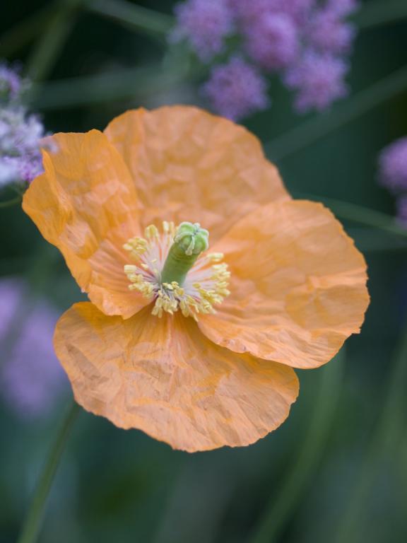 Meconopsis cambrica var. aurantiaca