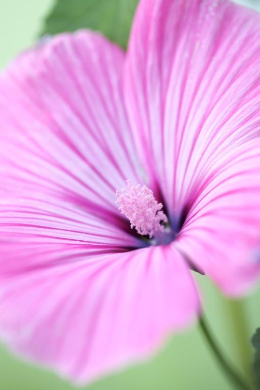 Lavatera trimestris, 'Silver Cup'