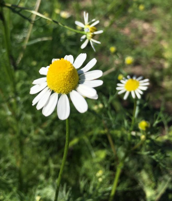 Chamomile, 'Bodegold'
