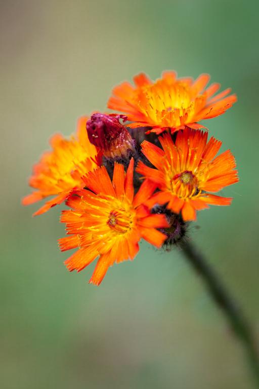 Hieracium aurantiacum