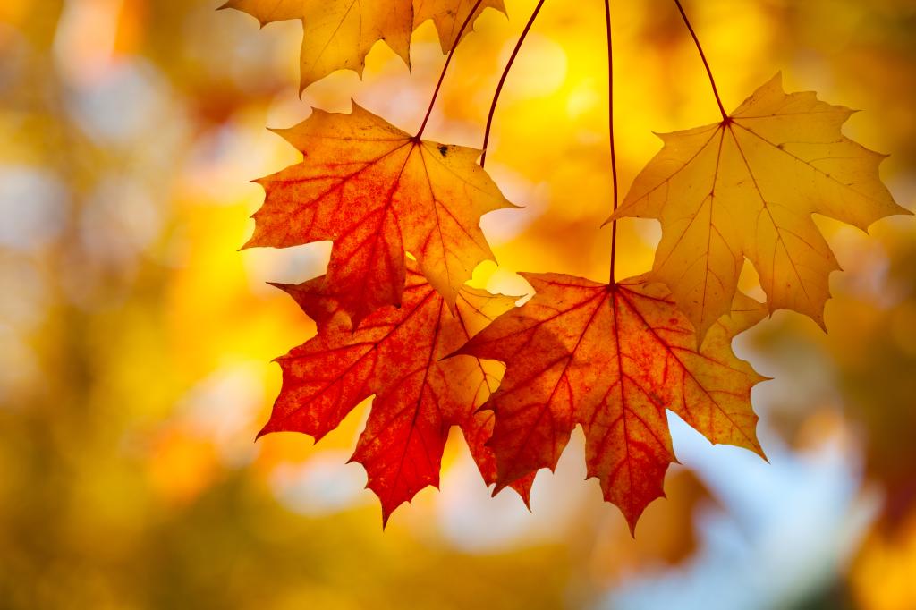 Acer saccharum