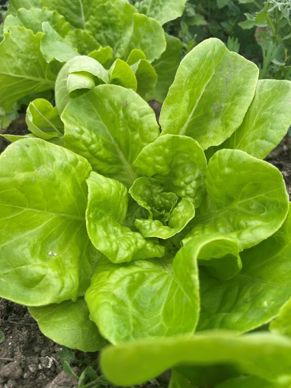Lettuce, Butterhead, 'All the Year Round'
