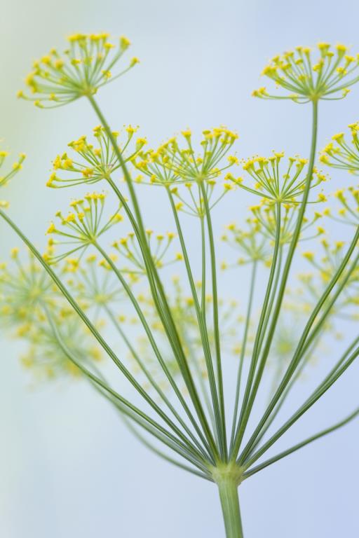 Dill