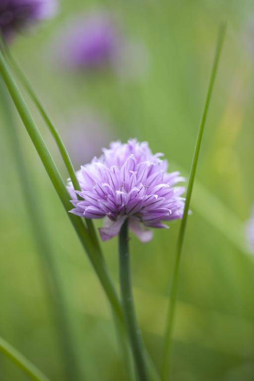 Chives