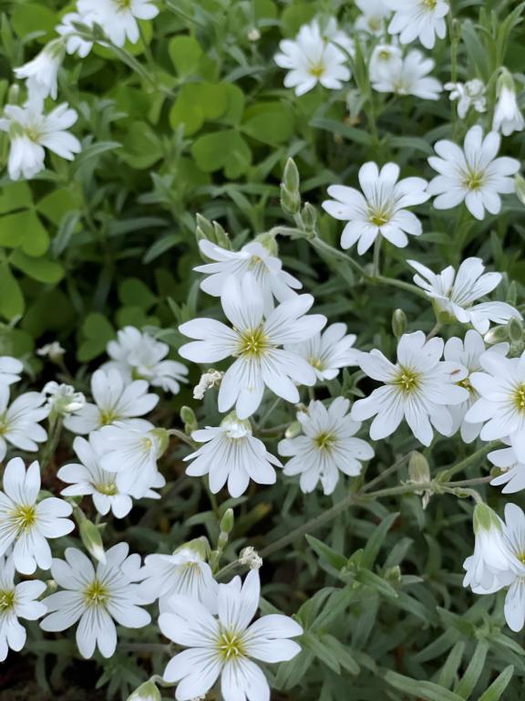 Cerastium tomentosum var. columnae, 'Silver Carpet'