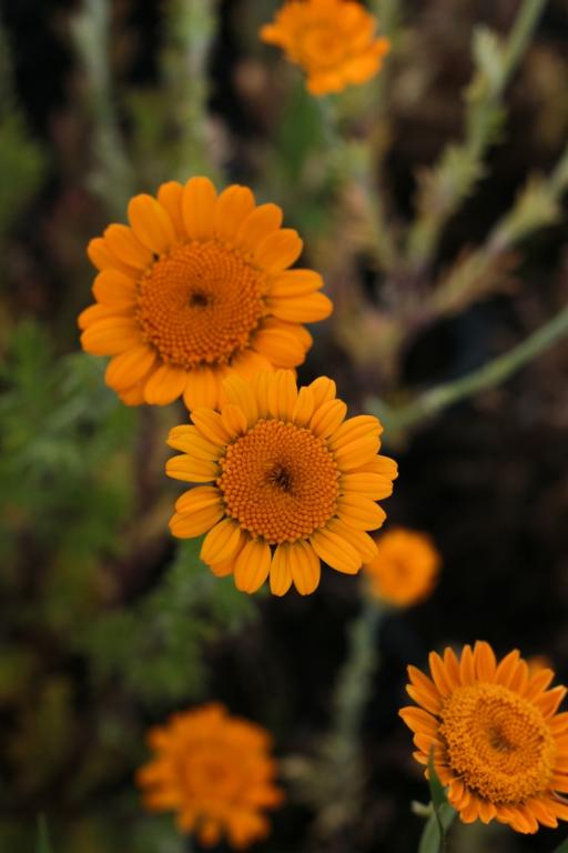 Anthemis sancti-johannis