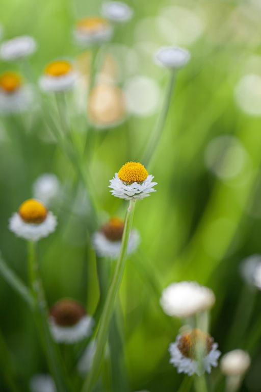 Ammobium alatum