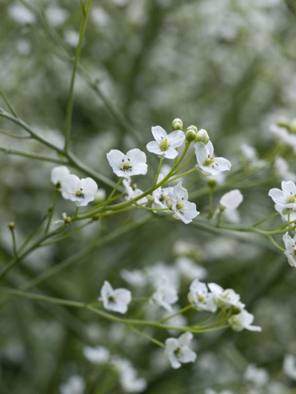 Crambe cordifolia