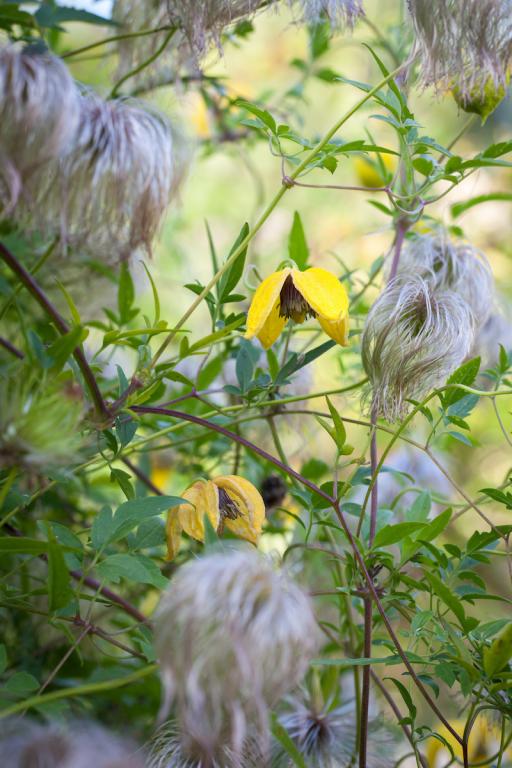 Clematis tangutica