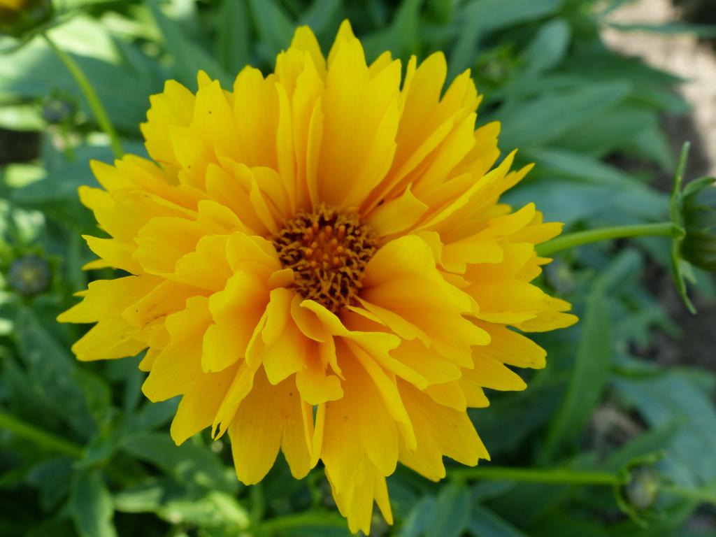 Coreopsis grandiflora, 'Golden Globe'