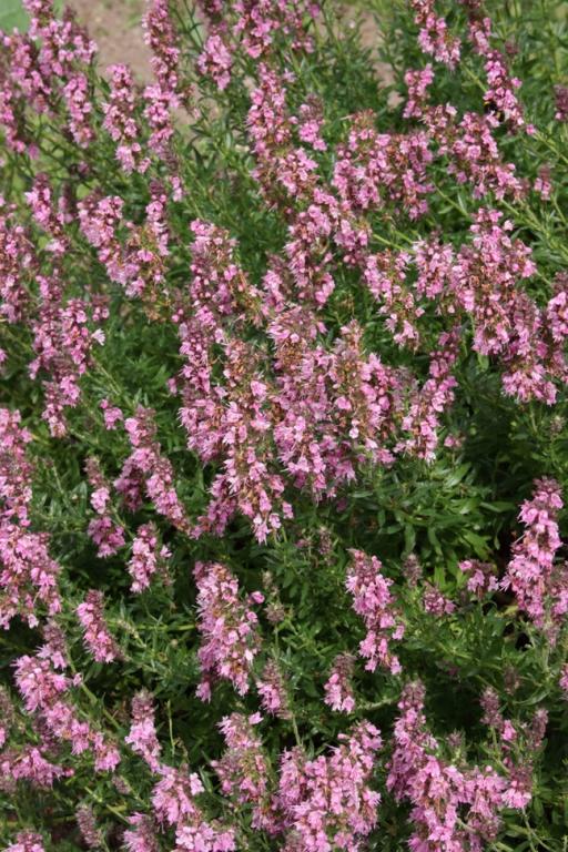Hyssop Pink Flowered