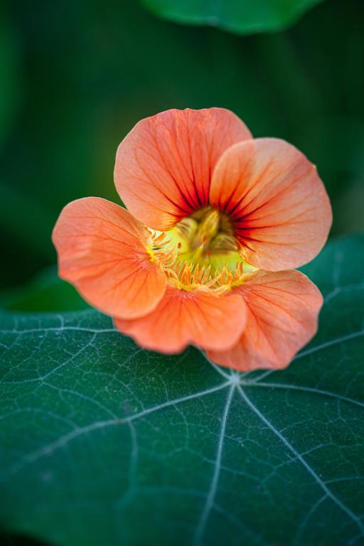 Tropaeolum minus, 'Vesuvius'