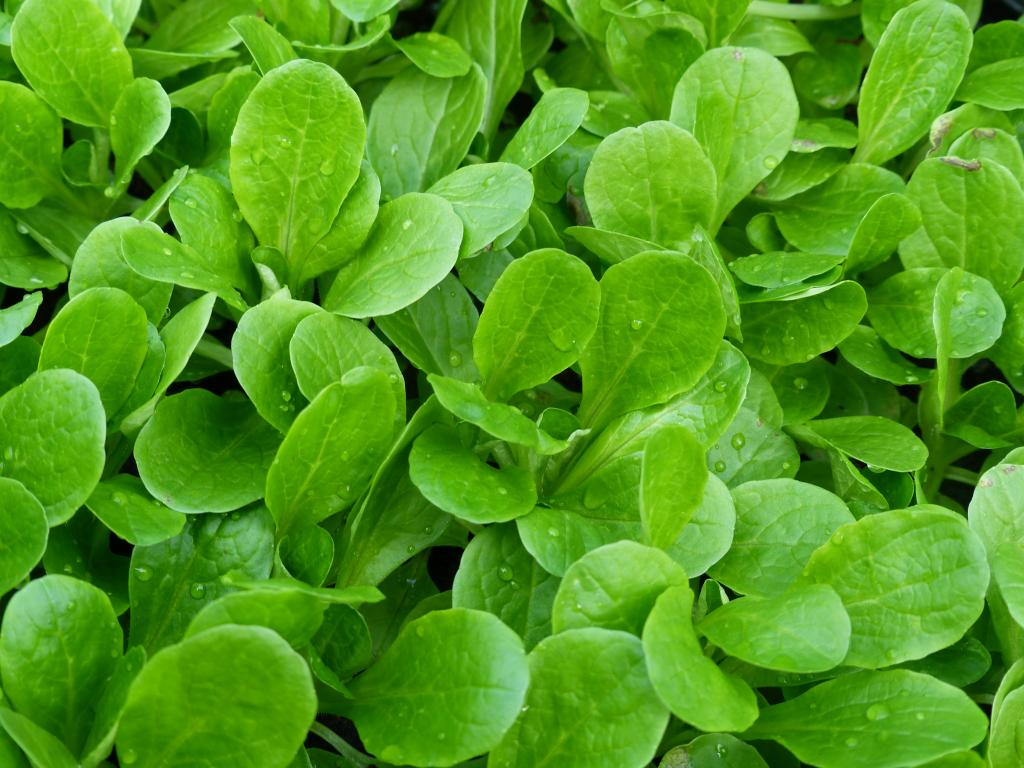 Lamb's Lettuce, 'Vit'