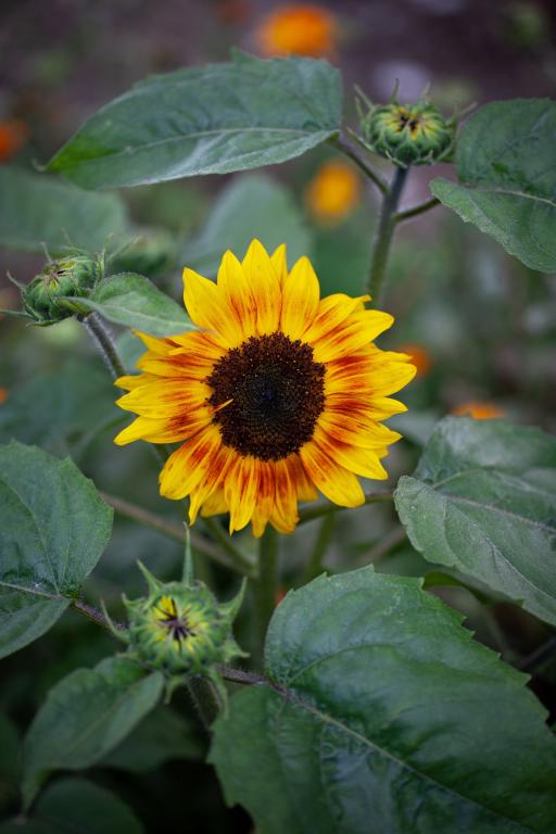 Helianthus annuus, 'Musicbox'