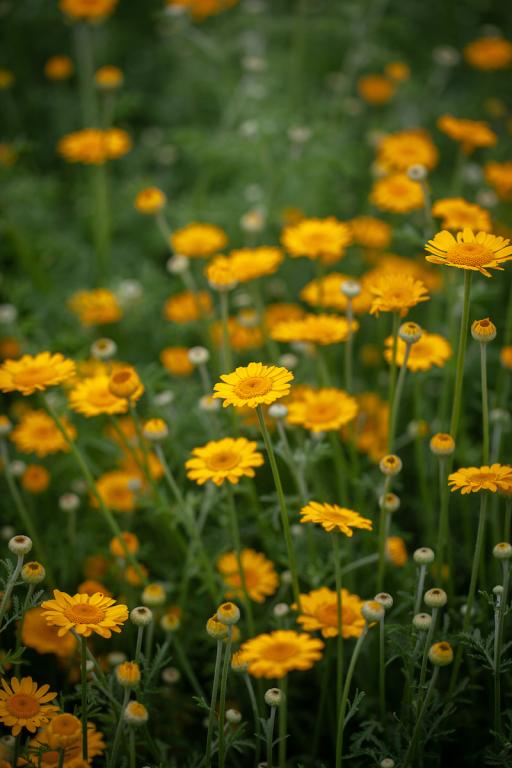 Cota tinctoria, 'Kelwayi Yellow'
