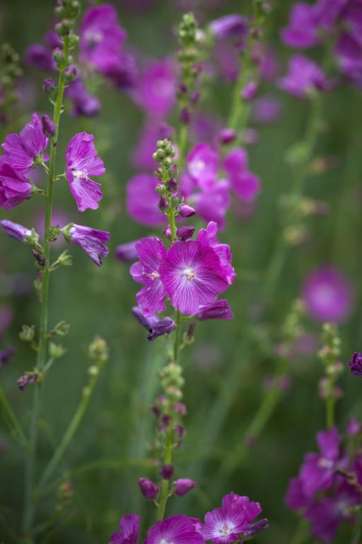 Sidalcea malviflora, 'Party Girl'