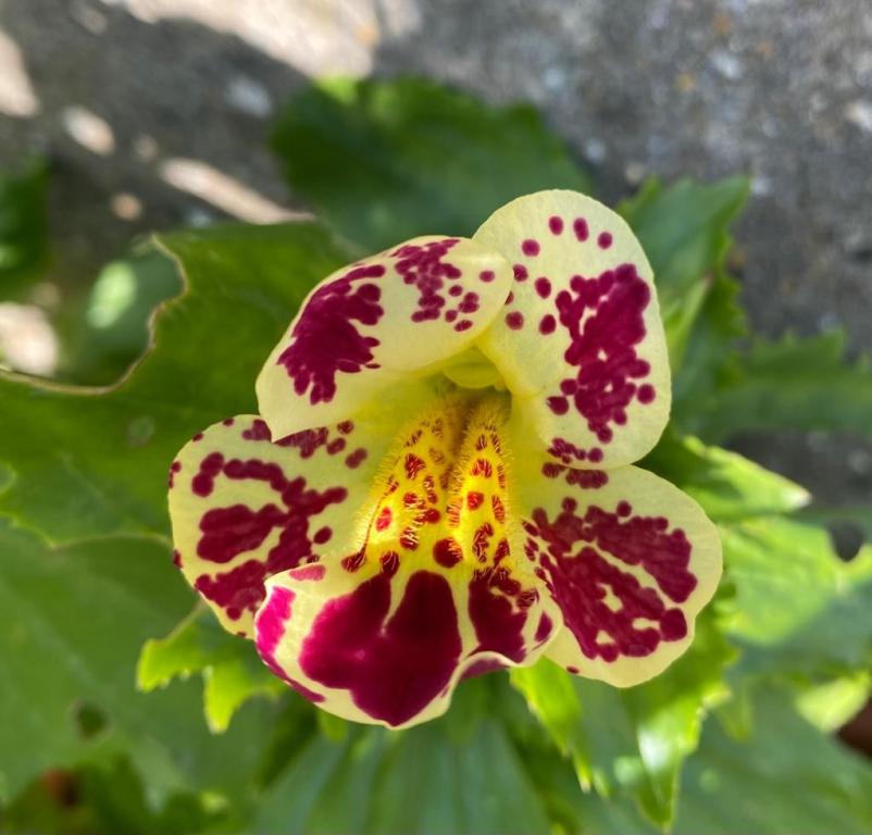 Mimulus cupreus, 'hybridus tigrinus'