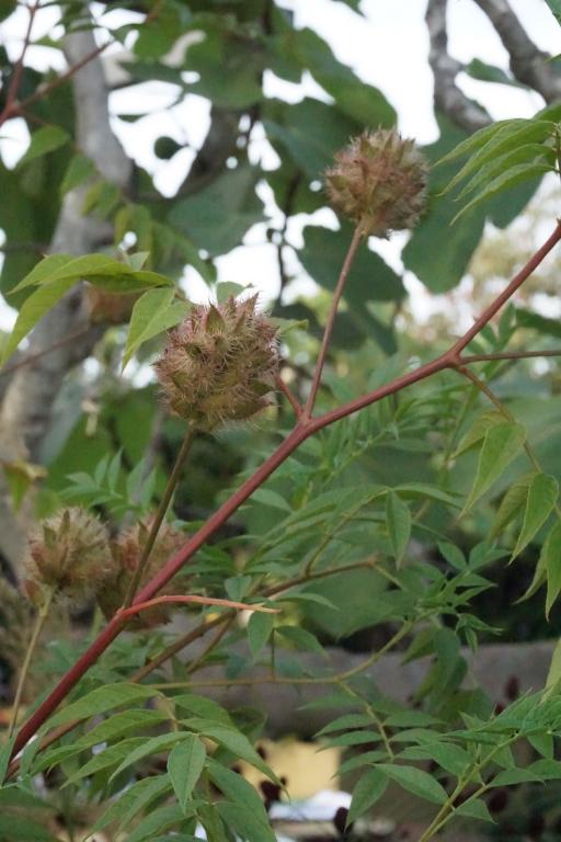 Glycyrrhiza glabra
