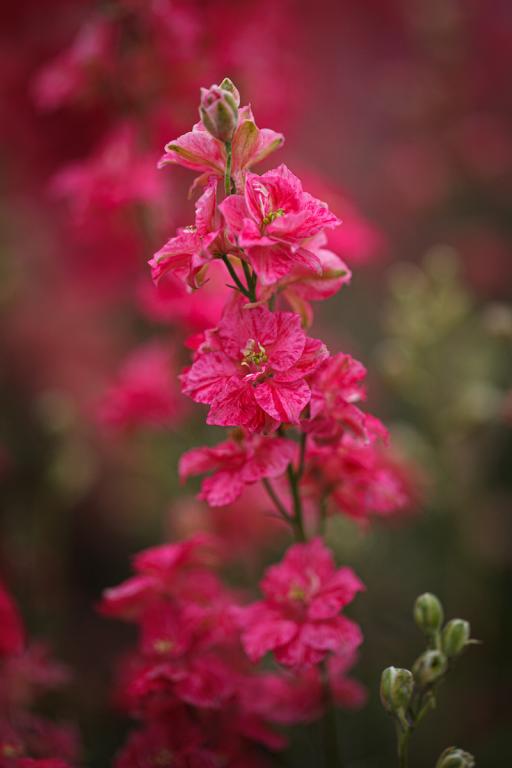 Delphinium consolida, 'King Size Scarlet'