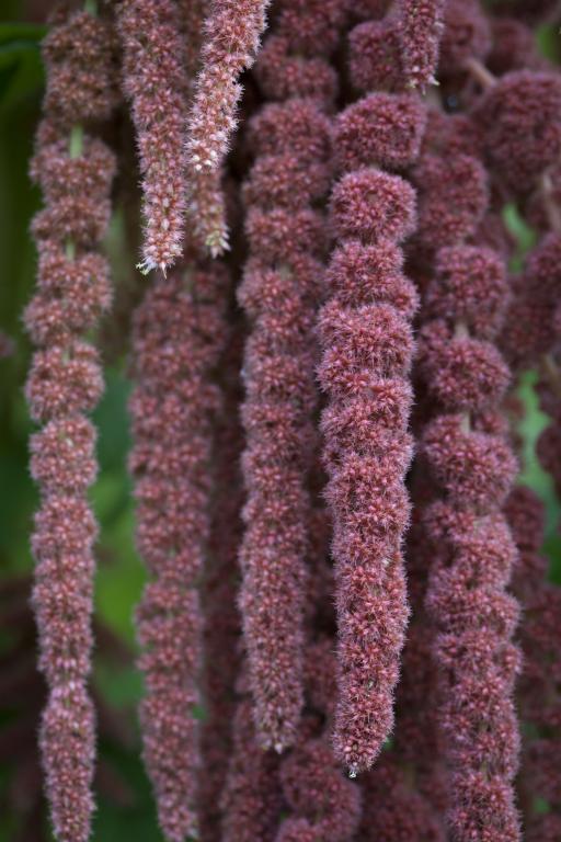 Amaranthus caudatus, 'Coral Fountain'