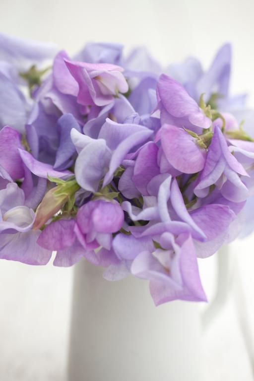 Lathyrus odoratus, 'Lady Grisel Hamilton'
