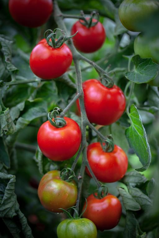 Tomato, 'Ailsa Craig'
