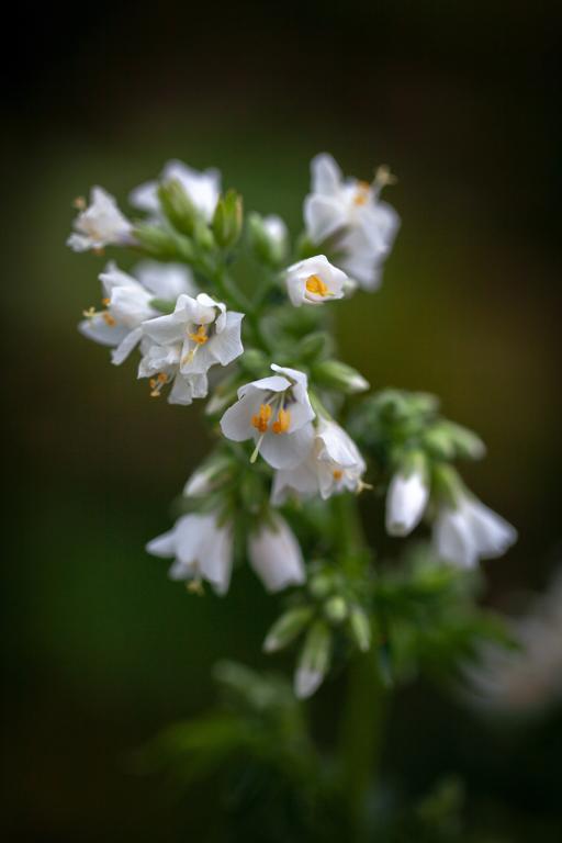 Polemonium caeruleum, 'White Pearl'