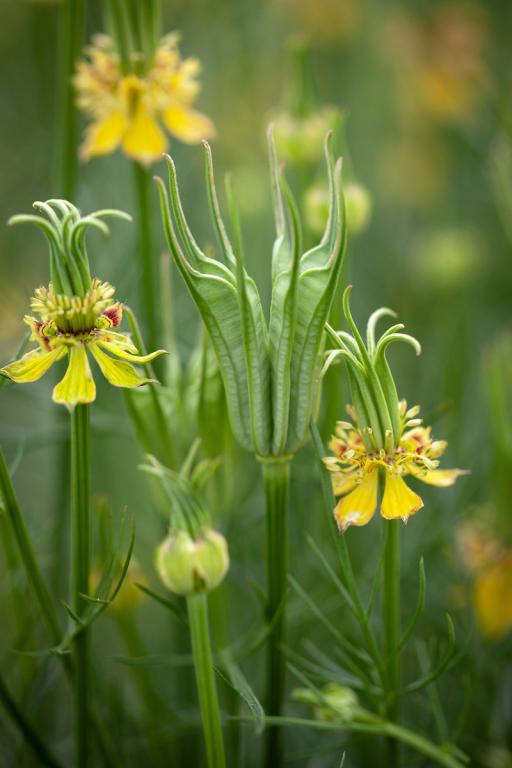 Nigella orientalis, 'Transformer'