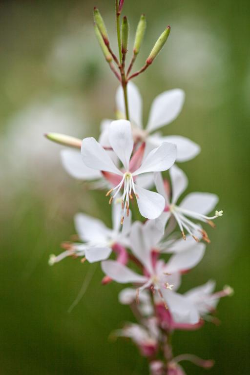 Gaura lindheimeri, 'Summer Breeze'