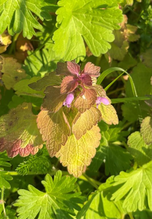 Lamium purpureum
