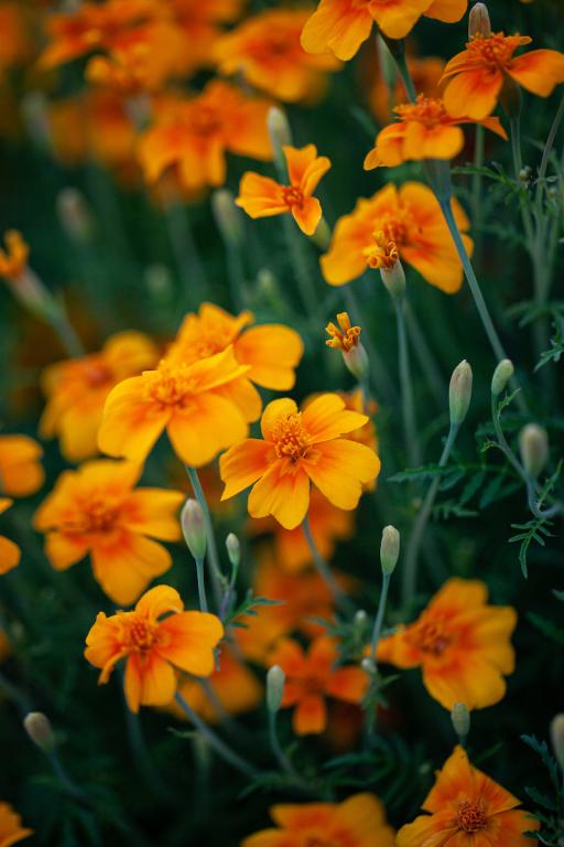 Tagetes tenuifolia, 'Tangerine Gem'