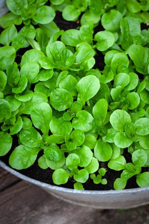 Lamb's Lettuce, 'Large-leaved'