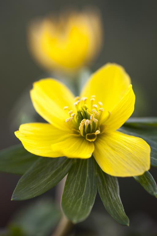 Eranthis hyemalis