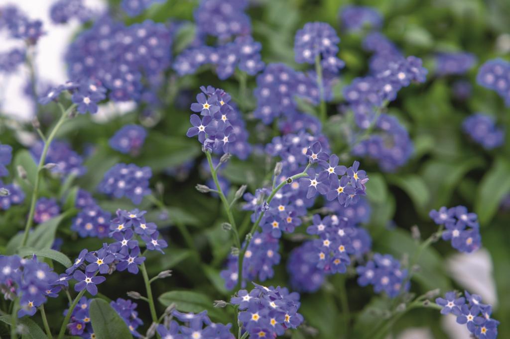 Myosotis alpestris, 'Compindi'