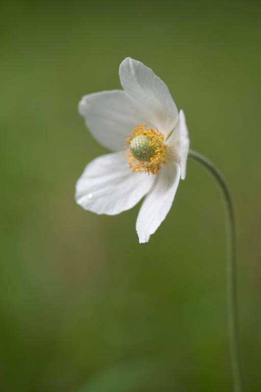 Anemone sylvestris