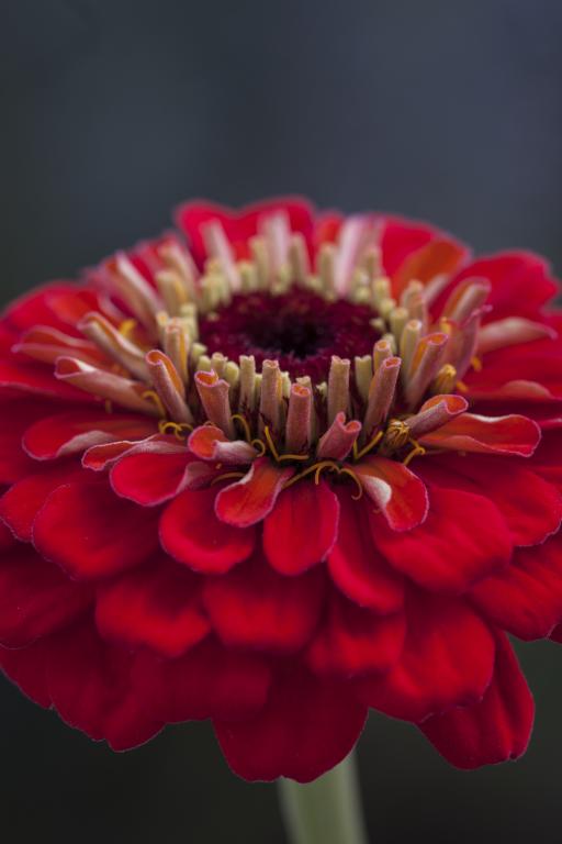 Zinnia elegans, 'Benary's Giant Scarlet'