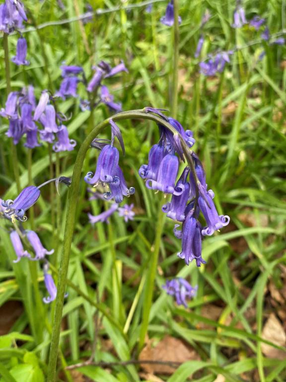 Hyacinthoides non-scripta