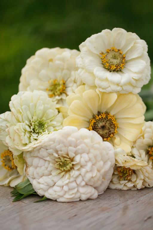 Zinnia elegans, 'Polar Bear'