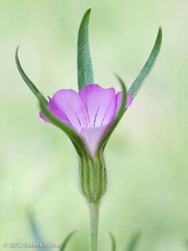 Agrostemma githago, True Wild Form
