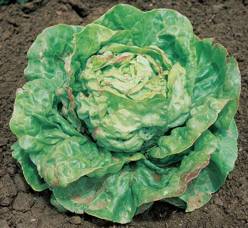 Lettuce, Butterhead, 'May Queen'