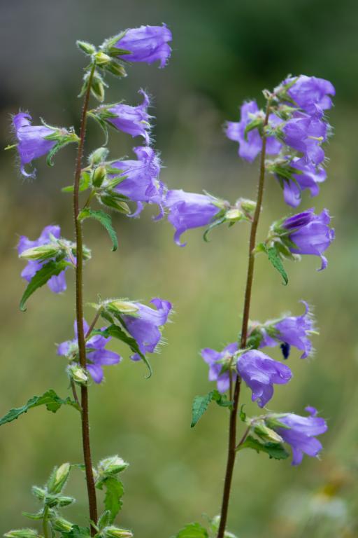 Campanula trachelium