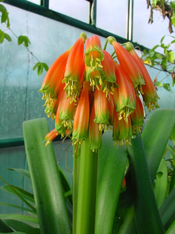 Clivia gardenii