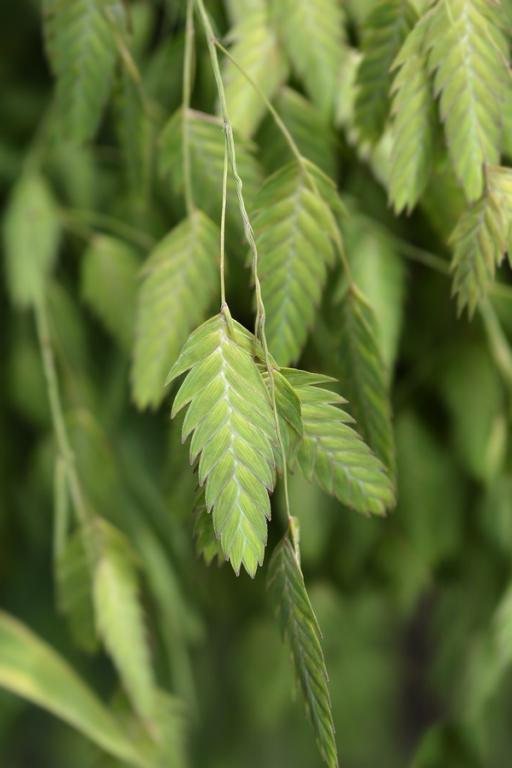 Chasmanthium latifolium