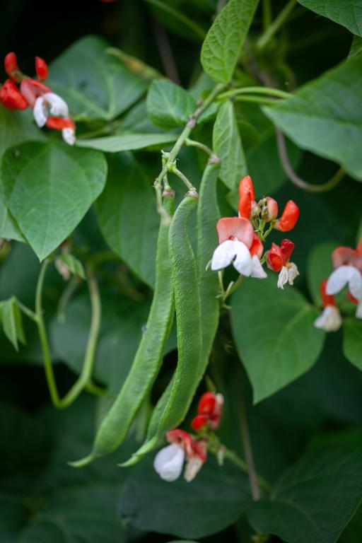 Bean, Runner, 'Painted Lady'
