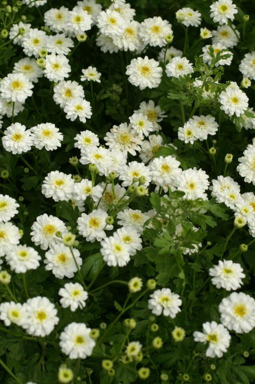 Tanacetum parthenium, 'Tetra White'