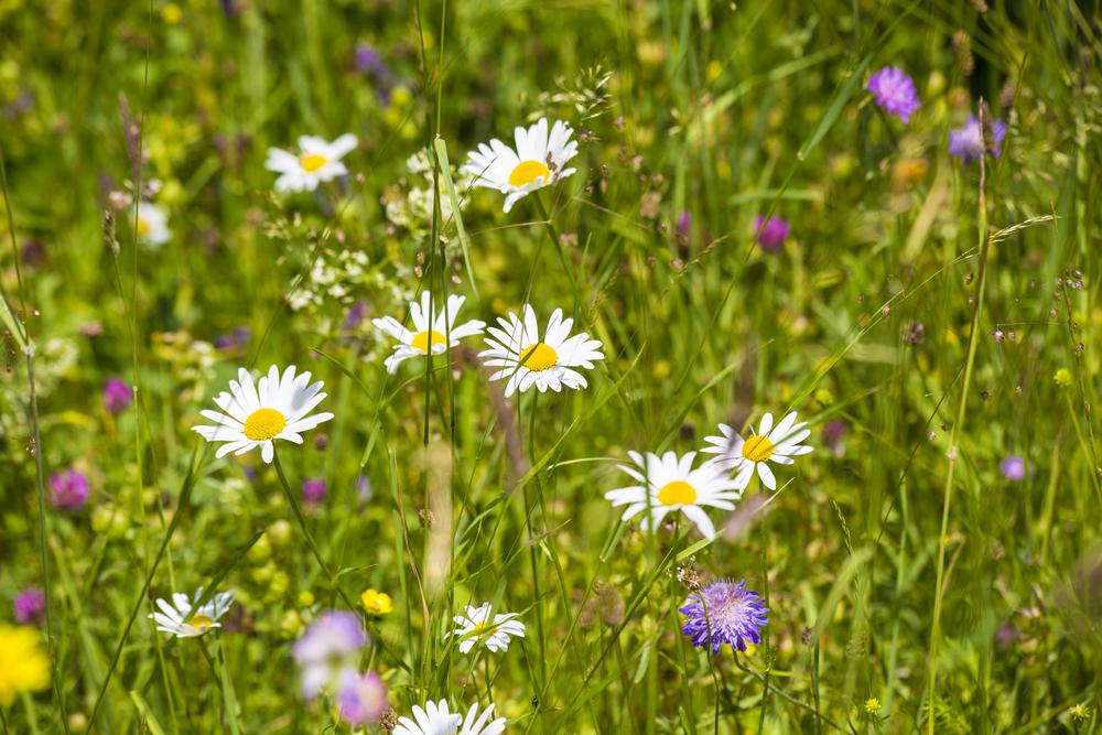 MEADOW, Special General Purpose Wild Flower Mixture