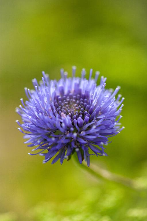 Jasione perennis, 'Blue Light'