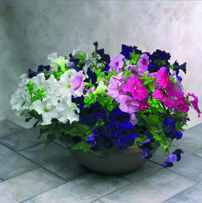 Petunia grandiflora, 'Eagle Mixed', F1 Hybrid