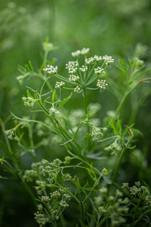 Anise