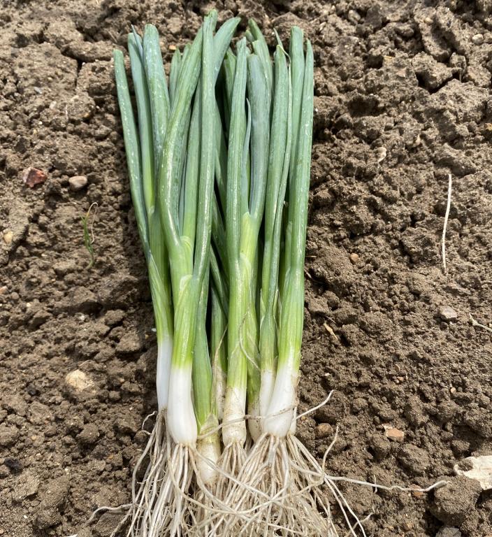 Onion, Salad & Bunching, 'Ramrod'